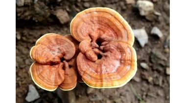 灵芝种植