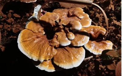 长白山松杉灵芝