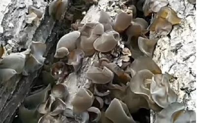 长白山木耳