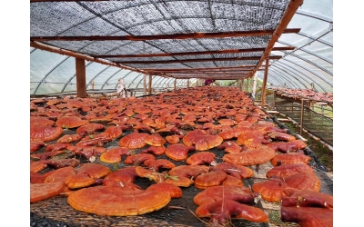 东北小县“仙草”开出致富花